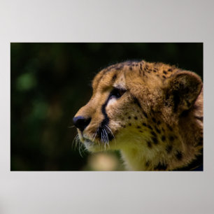 Cheetah Heart You! Poster