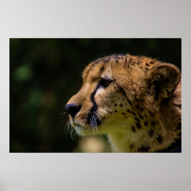 Cheetah Heart You! Poster (Front)