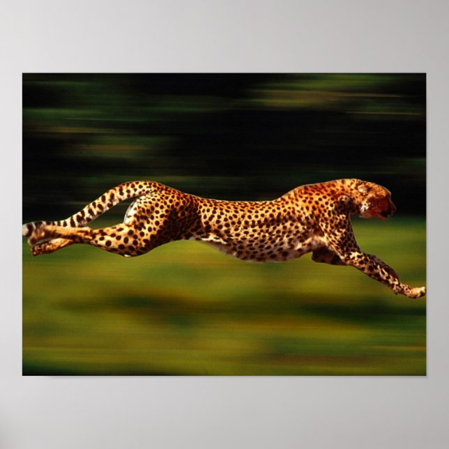 Cheetah Hunting His Prey Poster (Front)
