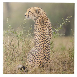Cheetah In Natural African Setting Ceramic Tile