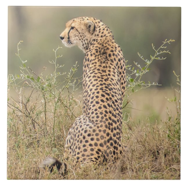 Cheetah In Natural African Setting Ceramic Tile (Front)