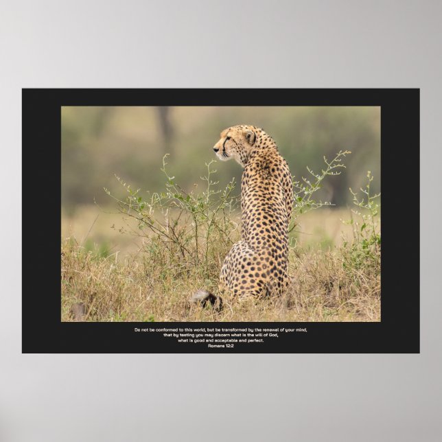 Cheetah In Quiet Contemplation Personalise Text Poster (Front)