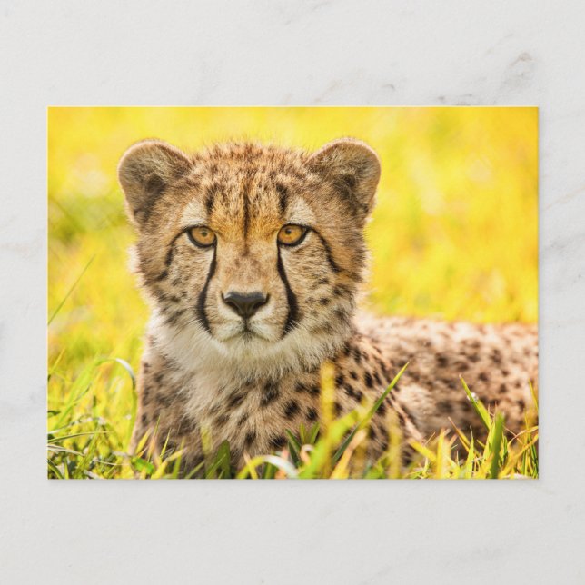Cheetah in the Grass  Postcard (Front)