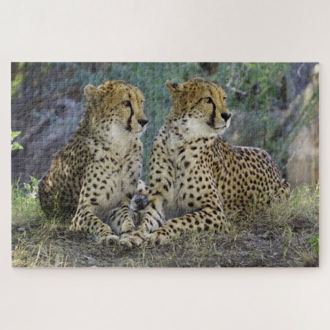 Cheetah Jigsaw Puzzle (Horizontal)