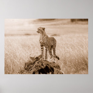 Cheetah Kenya Africa Poster