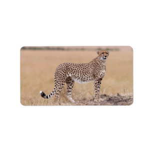 Cheetah Label