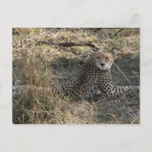 cheetah look postcard