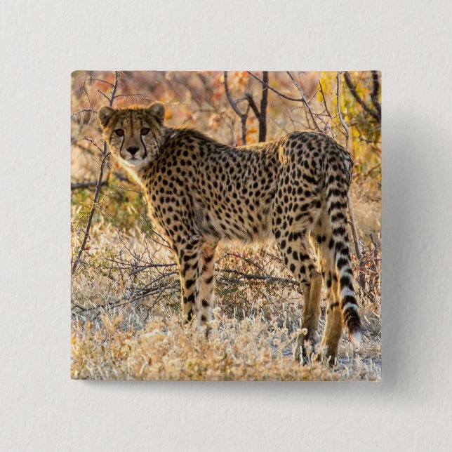 Cheetah Looking Around 15 Cm Square Badge (Front)