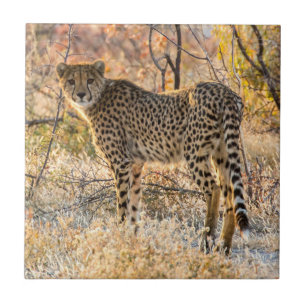 Cheetah Looking Around Ceramic Tile