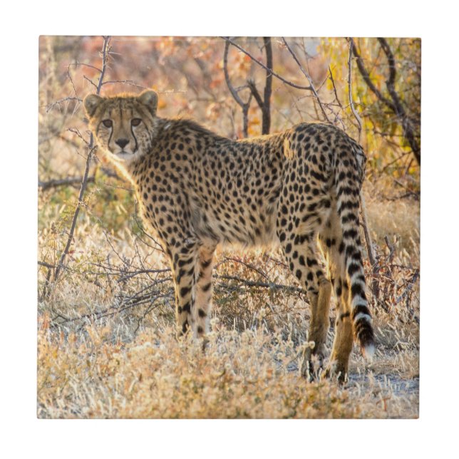 Cheetah Looking Around Ceramic Tile (Front)