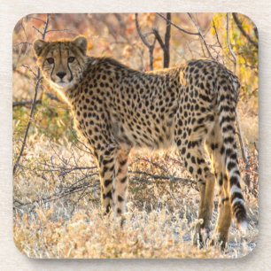 Cheetah Looking Around Coaster