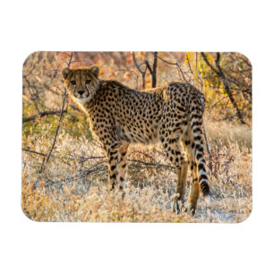 Cheetah Looking Around Magnet