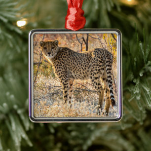 Cheetah Looking Around Metal Ornament