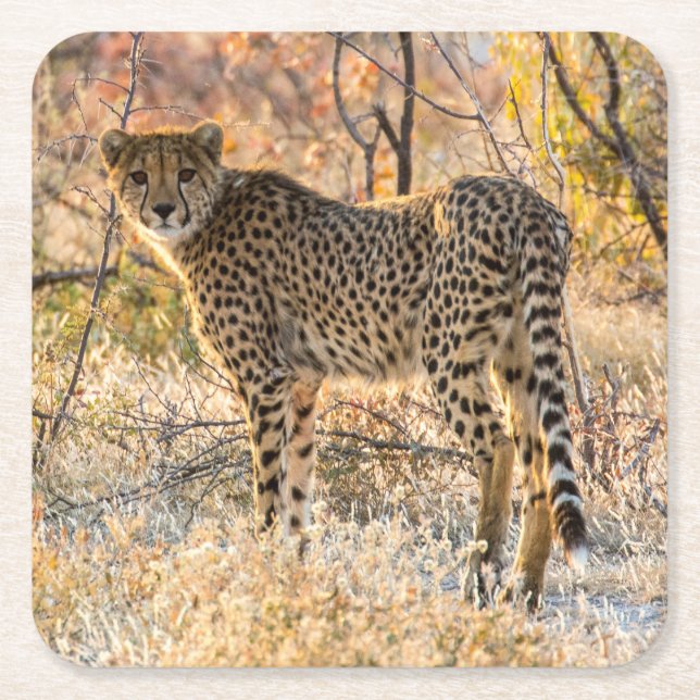 Cheetah Looking Around Square Paper Coaster (Front)
