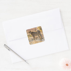 Cheetah Looking Around Square Sticker