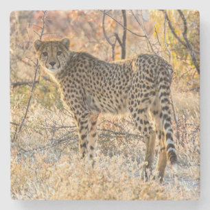 Cheetah Looking Around Stone Coaster