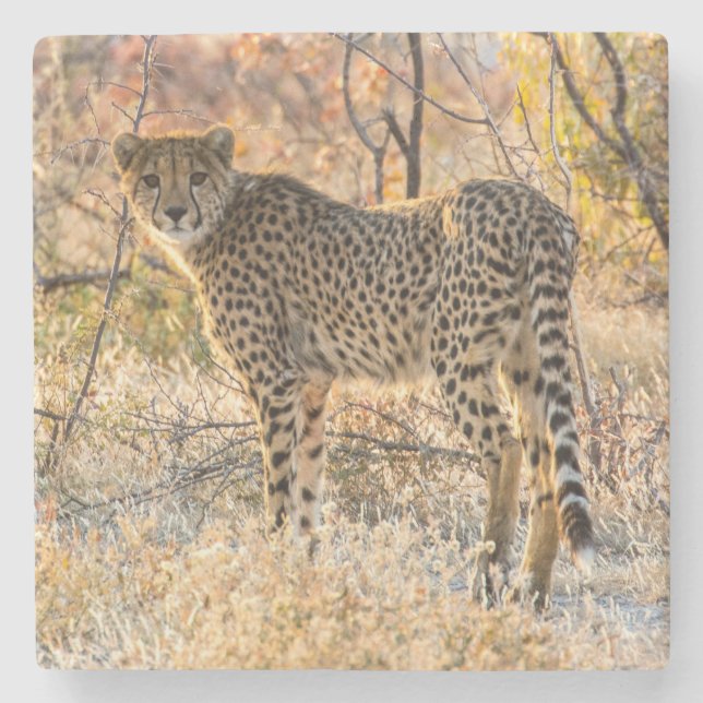 Cheetah Looking Around Stone Coaster (Front)
