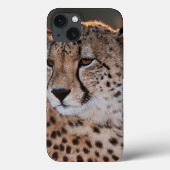 Cheetah looking away Case-Mate iPhone case (Back)