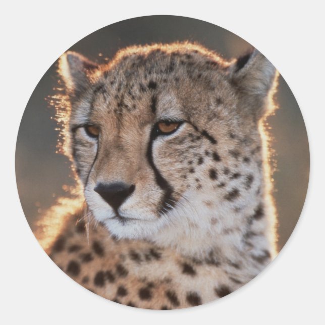 Cheetah looking away classic round sticker (Front)