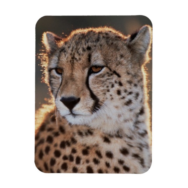 Cheetah looking away magnet (Vertical)