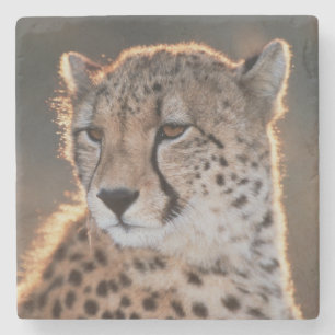 Cheetah looking away stone coaster