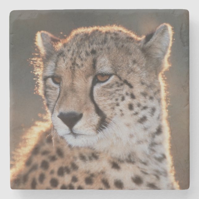 Cheetah looking away stone coaster (Front)