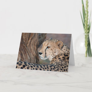 Cheetah Looking Over its Shoulder Card