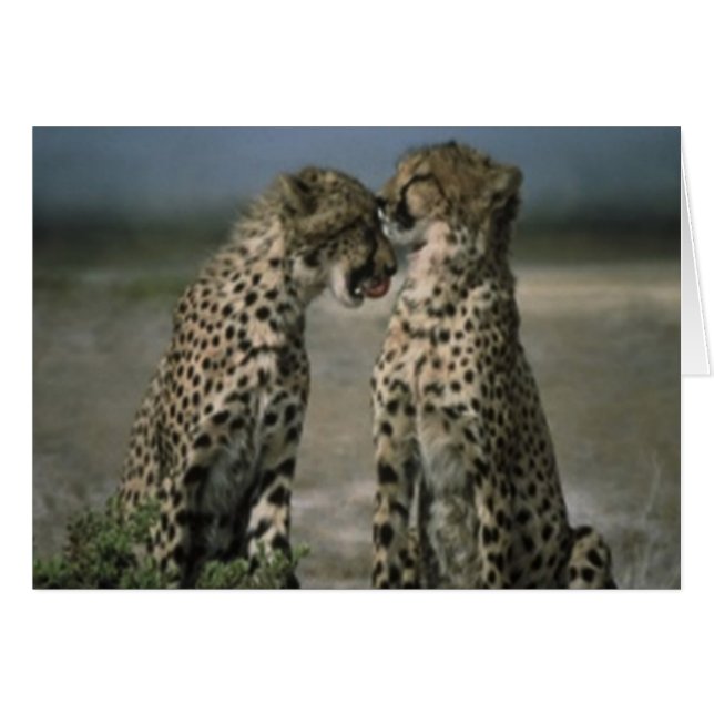 Cheetah Love (Front Horizontal)