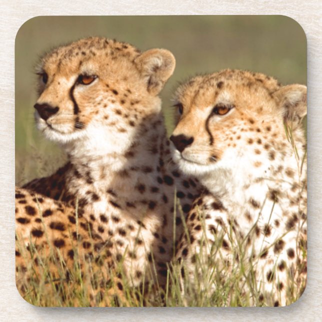 Cheetah Lying In Grass, Ngorongoro Conservation Coaster (Front)