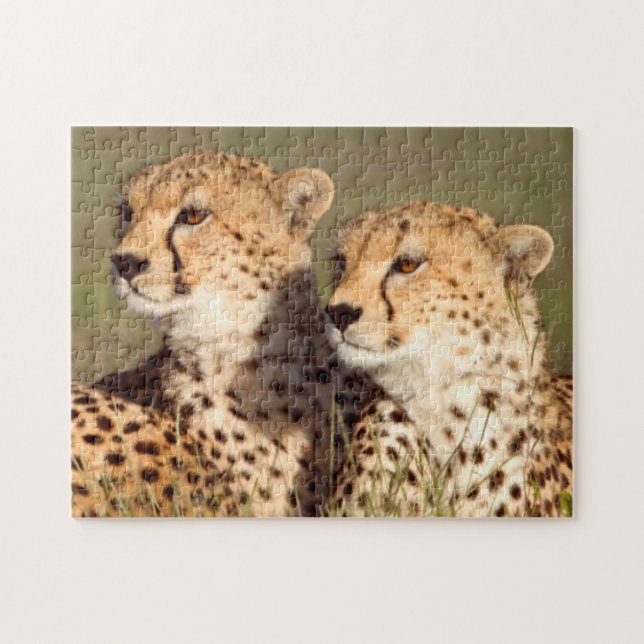 Cheetah Lying In Grass, Ngorongoro Conservation Jigsaw Puzzle (Horizontal)