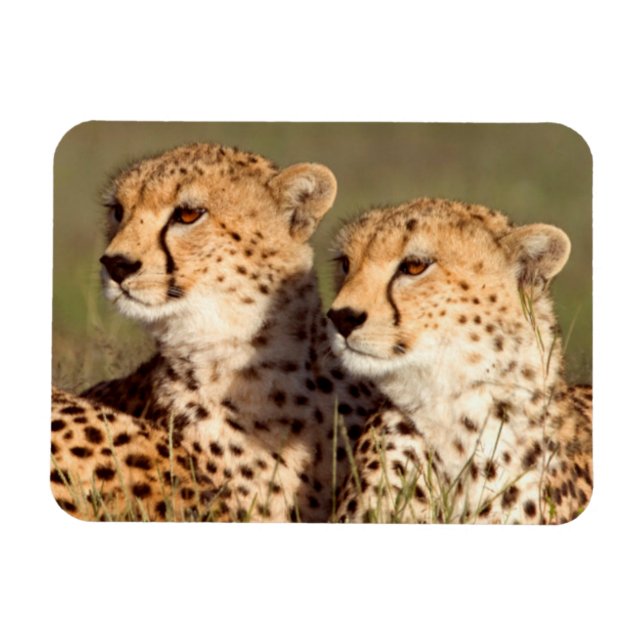 Cheetah Lying In Grass, Ngorongoro Conservation Magnet (Horizontal)