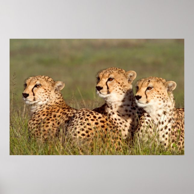 Cheetah Lying In Grass, Ngorongoro Conservation Poster (Front)