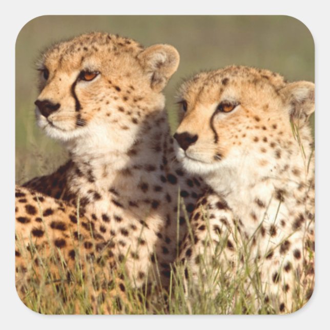 Cheetah Lying In Grass, Ngorongoro Conservation Square Sticker (Front)