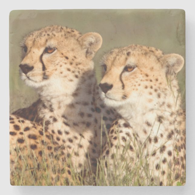 Cheetah Lying In Grass, Ngorongoro Conservation Stone Coaster (Front)