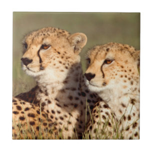 Cheetah Lying In Grass, Ngorongoro Conservation Tile