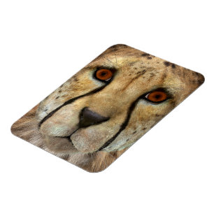 Cheetah Magnet