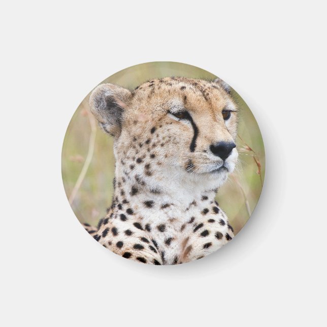 Cheetah Magnet (Front)