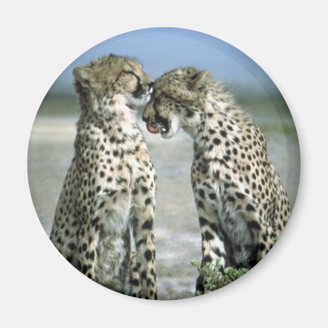 cheetah magnet (Front)