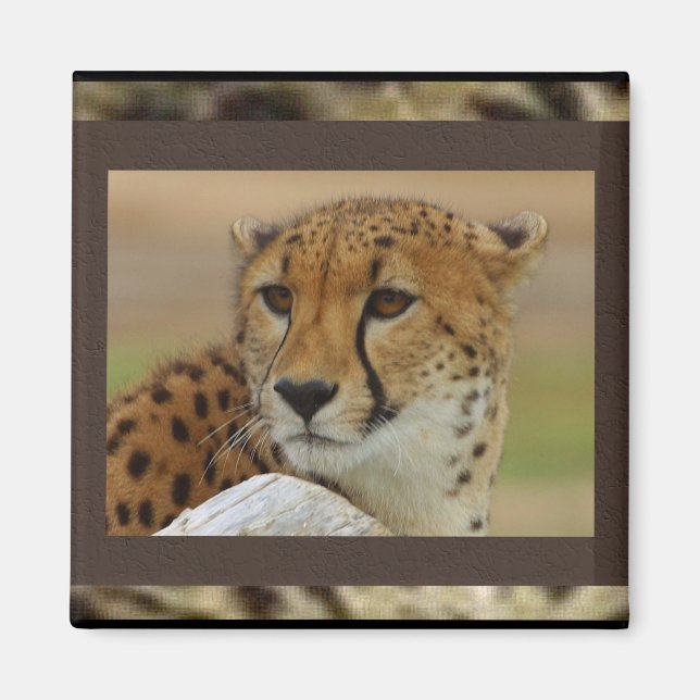 Cheetah Magnet (Front)