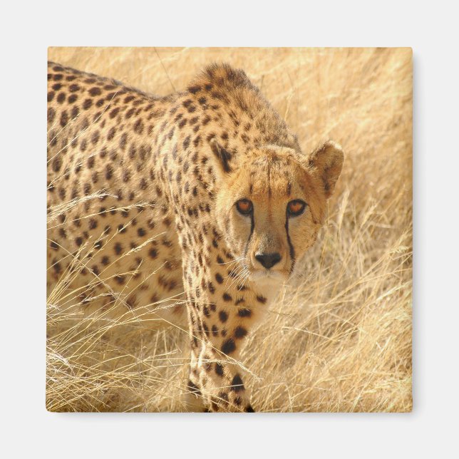 Cheetah Magnet (Front)