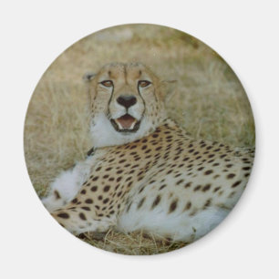 Cheetah Magnet