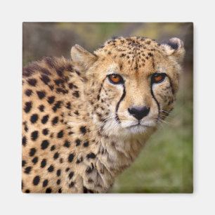 Cheetah Magnet