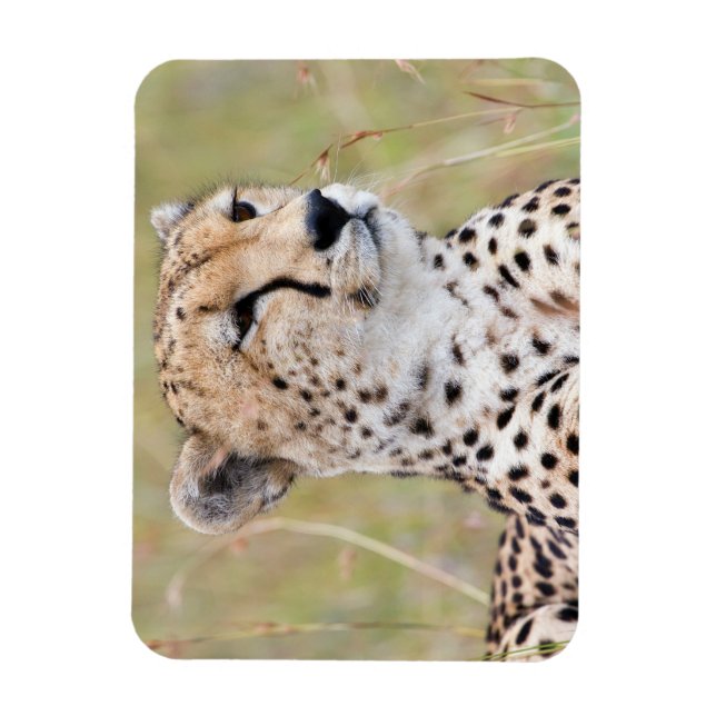 Cheetah Magnet (Vertical)