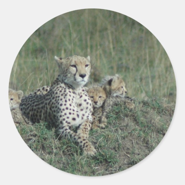 Cheetah Mum and her three cubs Classic Round Sticker (Front)