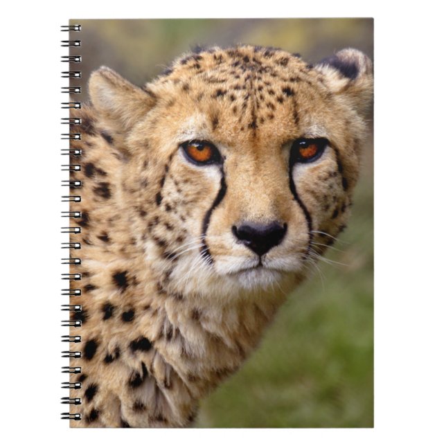 Cheetah Notebook (Front)