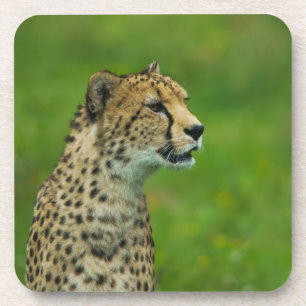 Cheetah On A Lookout Coaster
