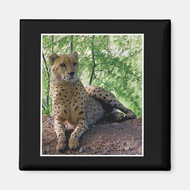 Cheetah on a rock magnet (Front)