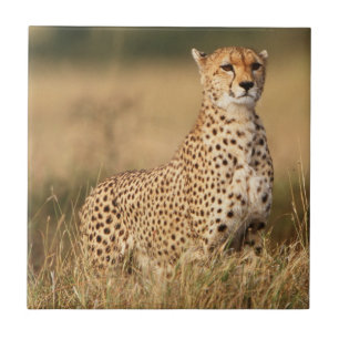 Cheetah on small mound for better visibility ceramic tile