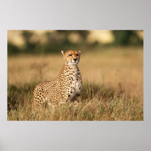 Cheetah on small mound for better visibility poster