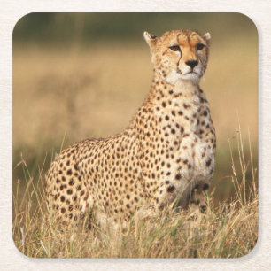 Cheetah on small mound for better visibility square paper coaster